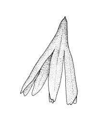Tetrodontium brownianum, calyptra. Drawn from G.O.K. Sainsbury s.n., 28 Dec. 1940, CHR 398345.
 Image: R.C. Wagstaff © Landcare Research 2017 